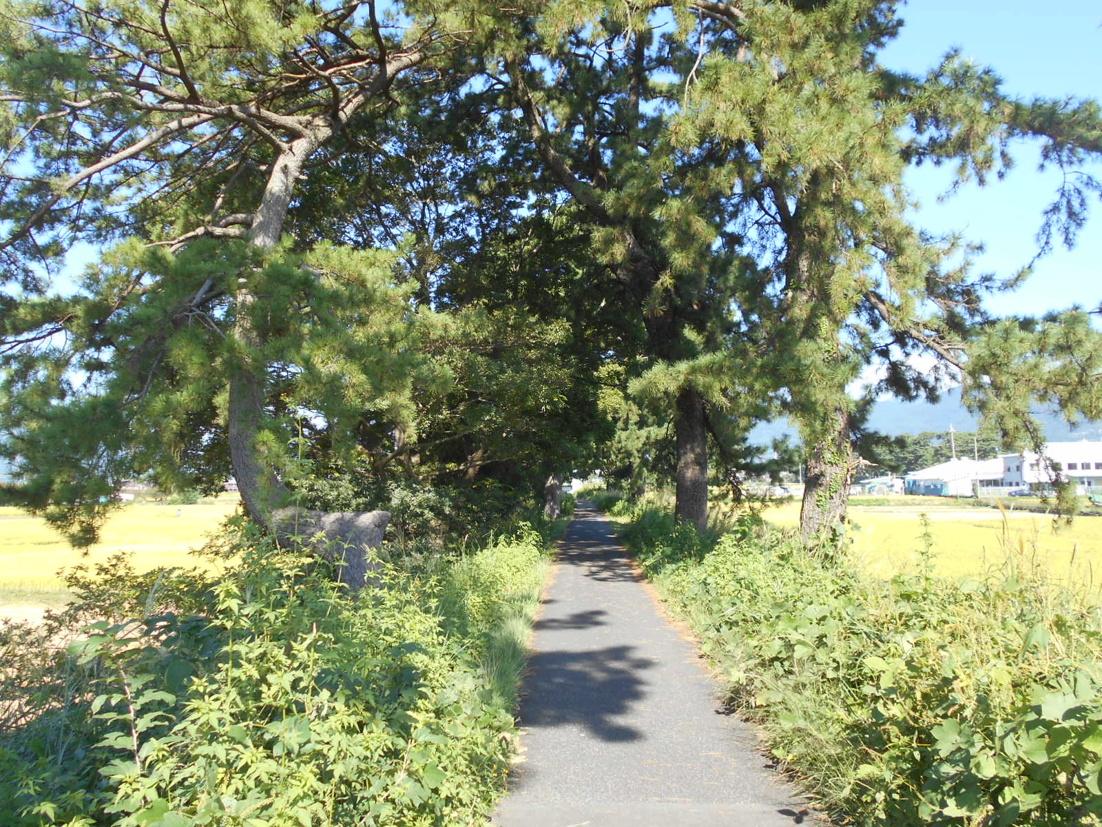 arawado_酒匂川サイクリングコース_4_風景14