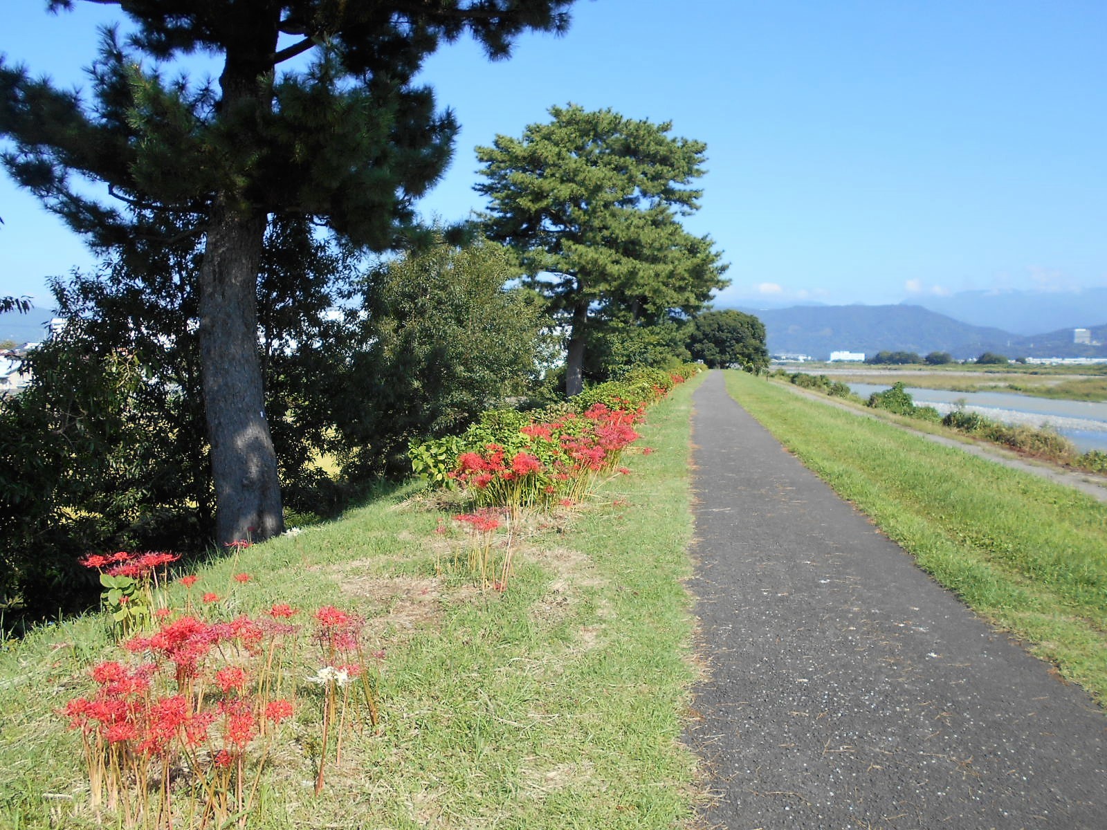 arawado_酒匂川サイクリングコース_2_風景2