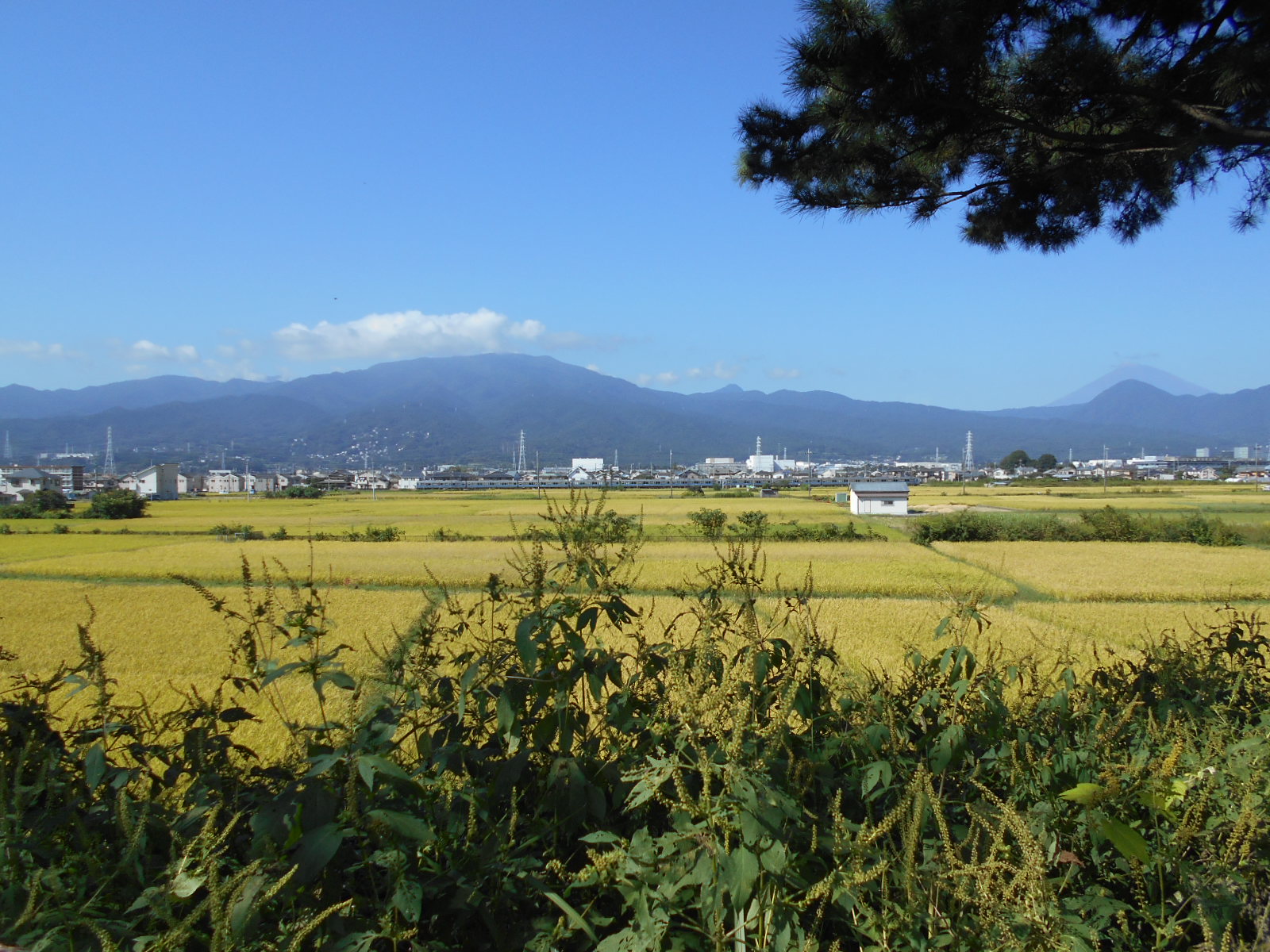 arawado_酒匂川サイクリングコース_4_風景12