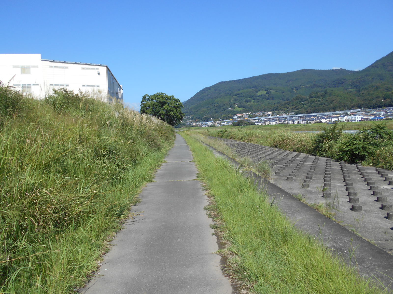 arawado_酒匂川サイクリングコース_8_風景5